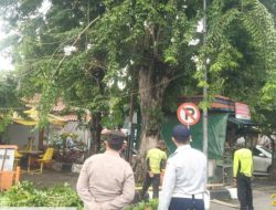 Rimbun dan Menutupi Lampu Penerangan, Pohon Angsana di Terminal Kalideres Dipangkas