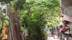 Warga Ngeluh Soal Pohon Lebat di Wilayahnya Tak Kunjung Dipangkas