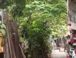 Warga Ngeluh Soal Pohon Lebat di Wilayahnya Tak Kunjung Dipangkas