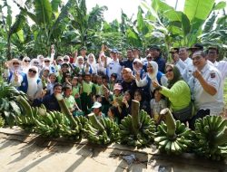 Panen Perdana Pisang BJM, Walikota Bogor: Kesempatan Masyarakat yang Miliki Lahan Tidur agar Dapat Dikelola