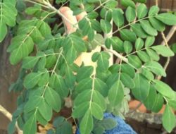 Ini Khasiat Tanaman Ajaib Daun Kelor