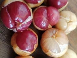 Lima Manfaat Buah Menteng untuk Kesehatan