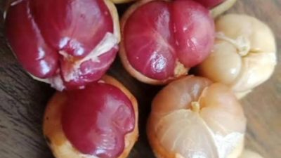 Lima Manfaat Buah Menteng untuk Kesehatan