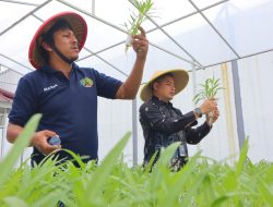 Belajar Bertani Modern di Balik Tembok Lapas, Warga Binaan Lapas Kelas I Tangerang Tekuni Budidaya Hidroponik