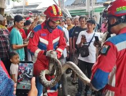 Petugas Damkar Evakuasi Ular Sanca di Terminal Kalideres