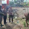 Solidaritas Idul Adha, PT Kristalin Ekalestari Pastikan Ribuan Warga Papua Nikmati Daging Kurban