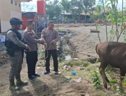 Solidaritas Idul Adha, PT Kristalin Ekalestari Pastikan Ribuan Warga Papua Nikmati Daging Kurban