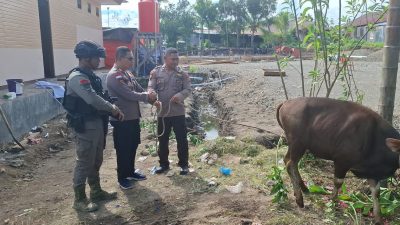 Solidaritas Idul Adha, PT Kristalin Ekalestari Pastikan Ribuan Warga Papua Nikmati Daging Kurban