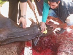 Momen Idul Adha, Warga Taman Semanan Indah Sembelih 13 Hewan Kurban