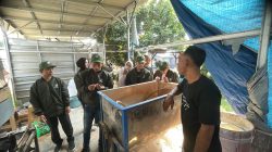 KKM Kelompok 56 Universitas Primagraha Kunjungi Budidaya Jamur Tiram sebagai Potensi Ekonomi Lokal